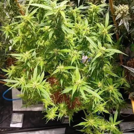 FrostybudZGenetics Sourdelica Night owl