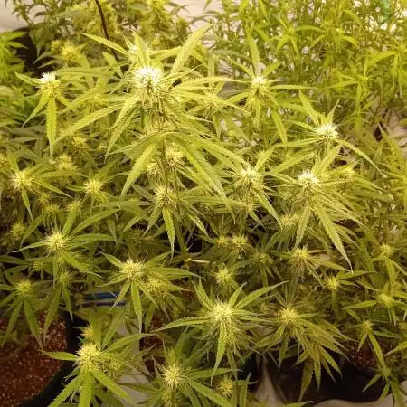 FrostybudZGenetics All GAS OG Humdbolt