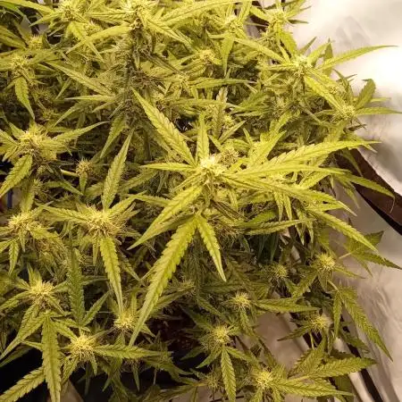 FrostybudZGenetics Wedding Cheesecake