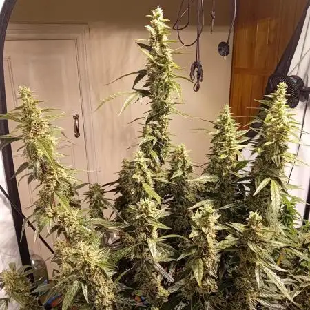 FrostybudZGenetics Scoopski Night owl
