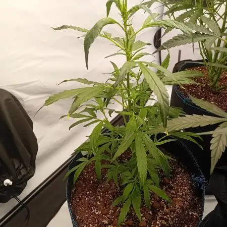 FrostybudZGenetics Deja Blue Night owl