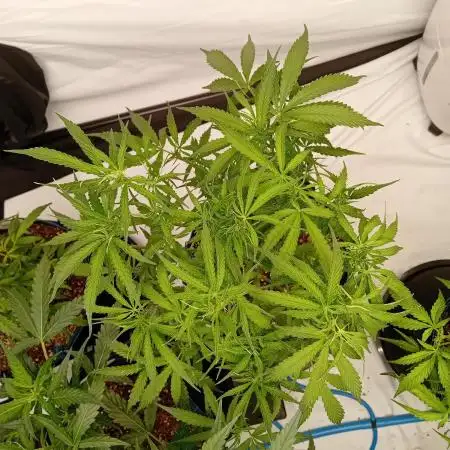 FrostybudZGenetics All GAS OG Humdbolt