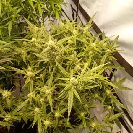 FrostybudZGenetics Wedding Cheesecake
