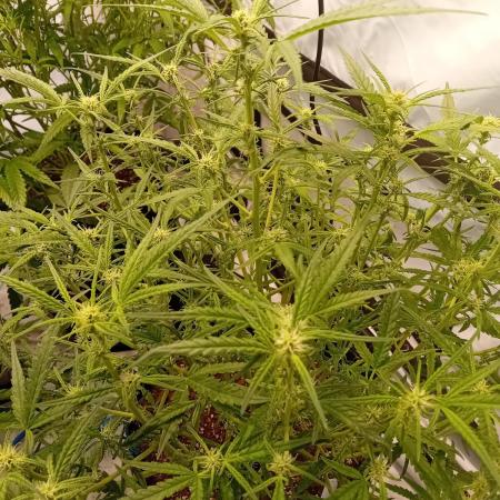 FrostybudZGenetics Wedding Cheesecake