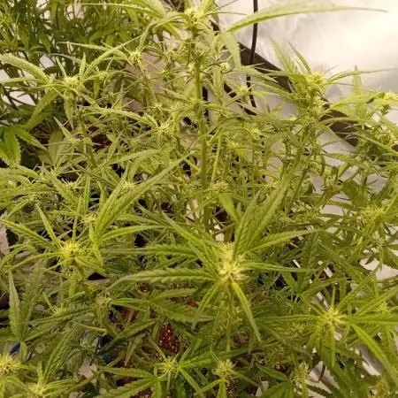 FrostybudZGenetics Wedding Cheesecake