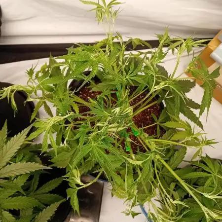 FrostybudZGenetics All GAS OG Humdbolt