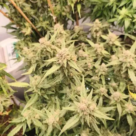 FrostybudZGenetics Wedding Cheesecake