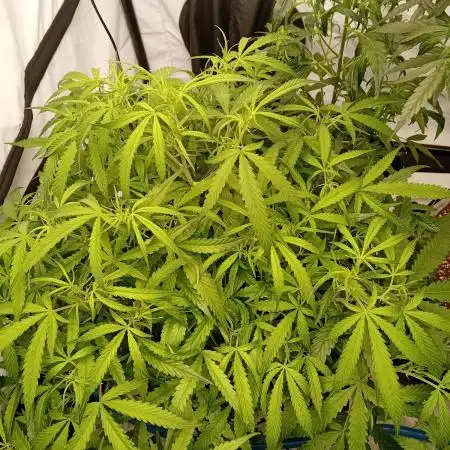 FrostybudZGenetics Gelato Fastbuds