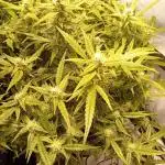 FrostybudZGenetics Wedding Cheesecake