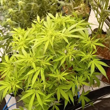 FrostybudZGenetics Sourdelica Night owl