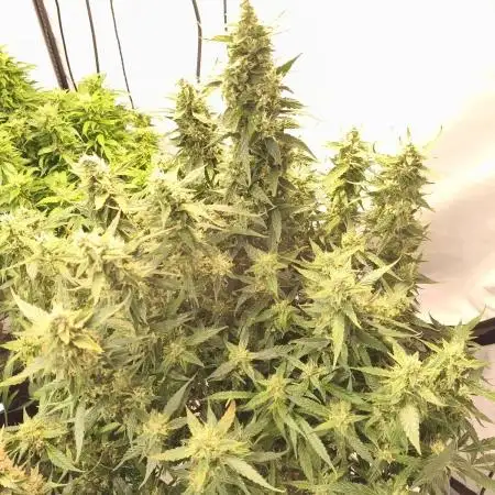 FrostybudZGenetics Gelato Fastbuds