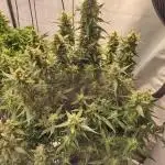 FrostybudZGenetics Gelato Fastbuds