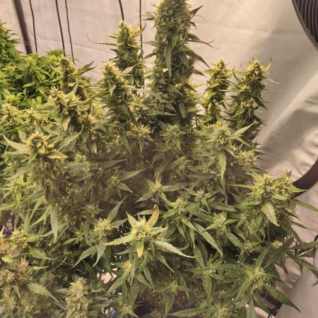 FrostybudZGenetics Gelato Fastbuds