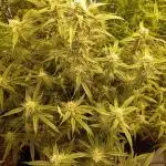 FrostybudZGenetics All GAS OG Humdbolt