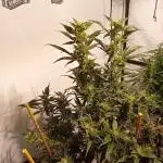 FrostybudZGenetics Deja Blue Night owl