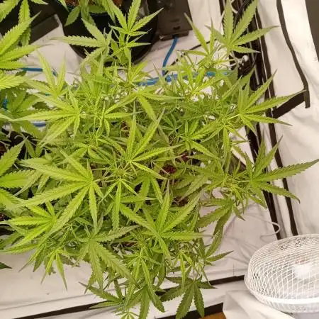 FrostybudZGenetics Wedding Cheesecake