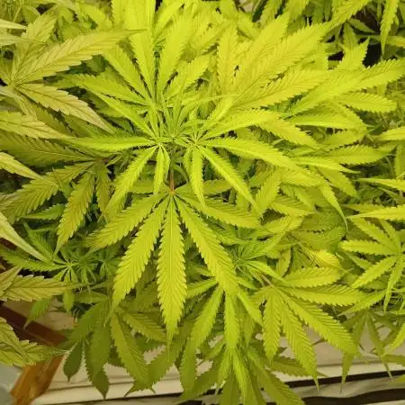 FrostybudZGenetics Sourdelica Night owl