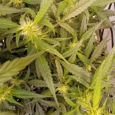 FrostybudZGenetics QueensBanner Nightowl