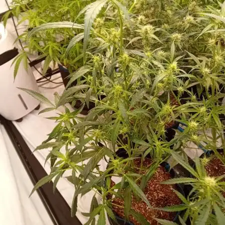 FrostybudZGenetics Deja Blue Night owl