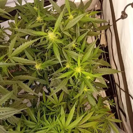 FrostybudZGenetics QueensBanner Nightowl