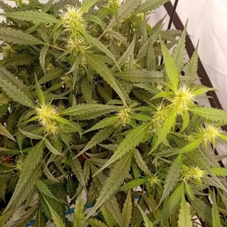 FrostybudZGenetics QueensBanner Nightowl