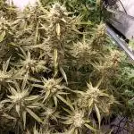 FrostybudZGenetics All GAS OG Humdbolt