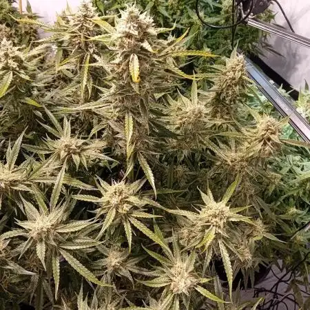FrostybudZGenetics All GAS OG Humdbolt