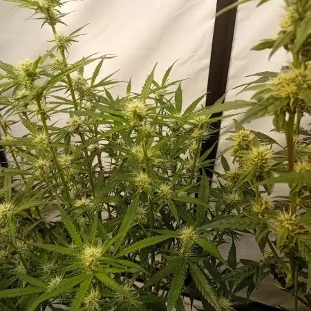FrostybudZGenetics All GAS OG Humdbolt