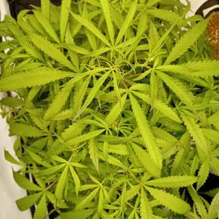 FrostybudZGenetics Gelato Fastbuds