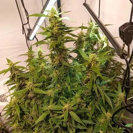 FrostybudZGenetics Gelato Fastbuds