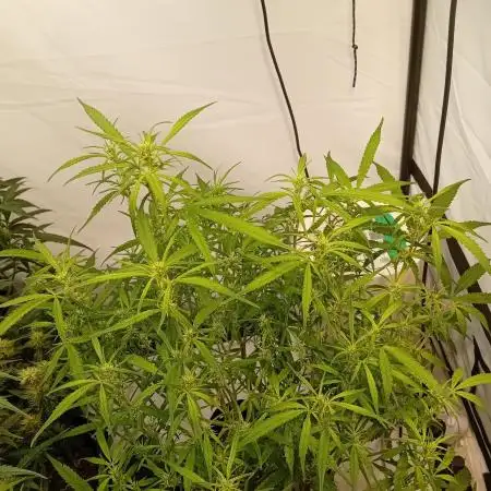 FrostybudZGenetics Gelato Fastbuds