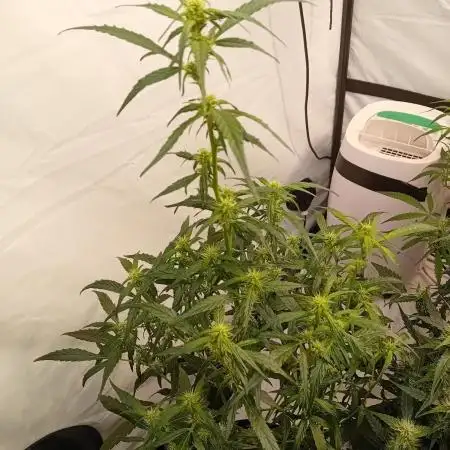 FrostybudZGenetics Deja Blue Night owl