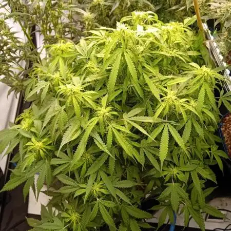 FrostybudZGenetics Sourdelica Night owl