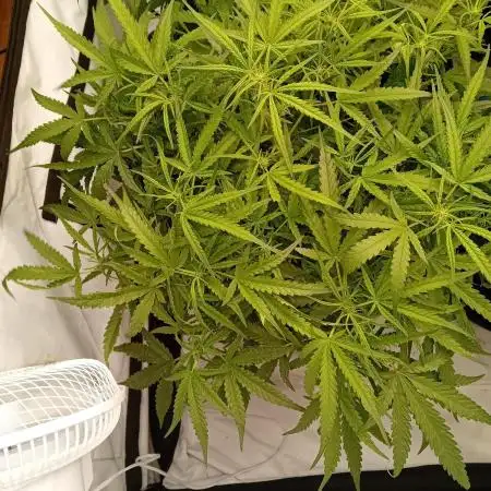 FrostybudZGenetics Wedding Cheesecake