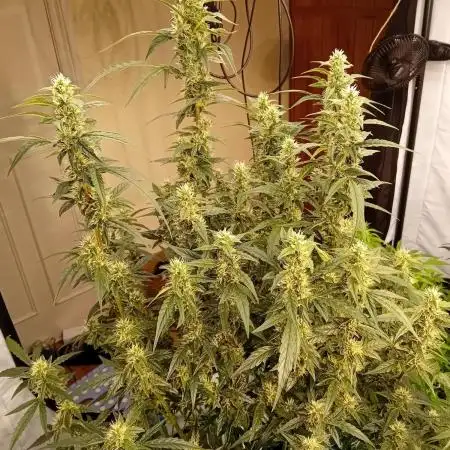 FrostybudZGenetics Scoopski Night owl