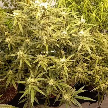 FrostybudZGenetics All GAS OG Humdbolt