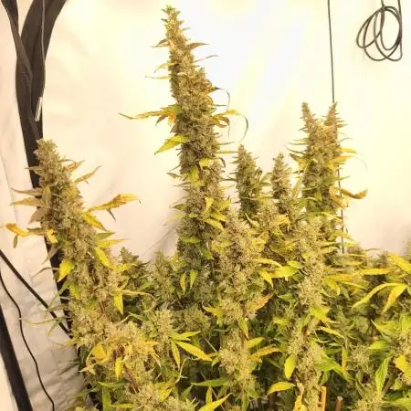 FrostybudZGenetics Scoopski Night owl