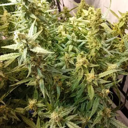 FrostybudZGenetics Wedding Cheesecake