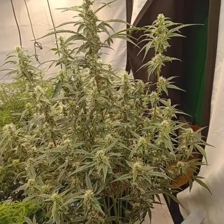 FrostybudZGenetics Scoopski Night owl