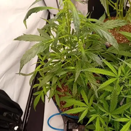 FrostybudZGenetics Deja Blue Night owl