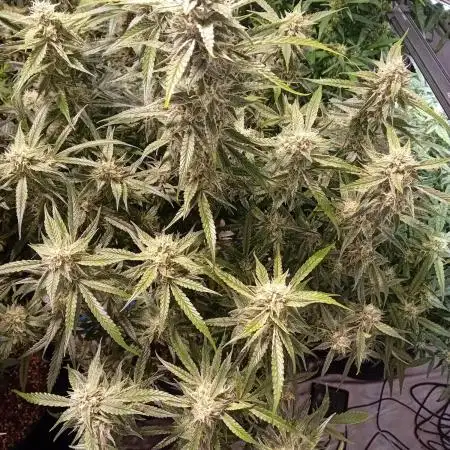 FrostybudZGenetics All GAS OG Humdbolt