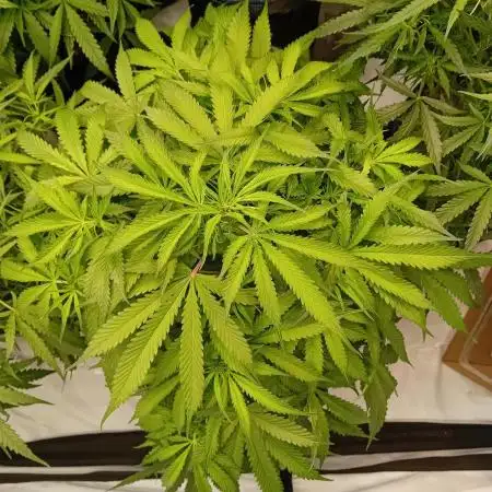 FrostybudZGenetics All GAS OG Humdbolt