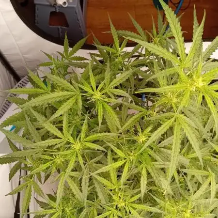 FrostybudZGenetics Scoopski Night owl
