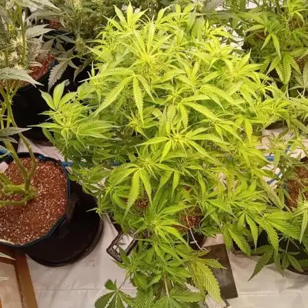 FrostybudZGenetics Sourdelica Night owl