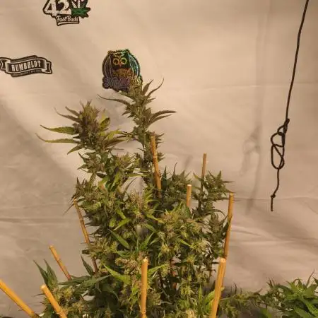 FrostybudZGenetics Deja Blue Night owl