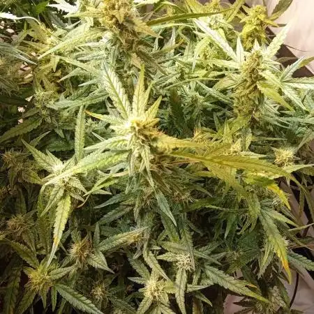 FrostybudZGenetics Wedding Cheesecake