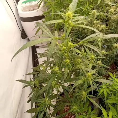 FrostybudZGenetics Deja Blue Night owl