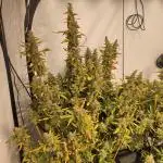 FrostybudZGenetics Scoopski Night owl