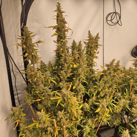 FrostybudZGenetics Scoopski Night owl