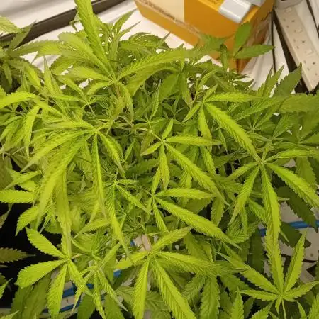 FrostybudZGenetics Gelato Fastbuds